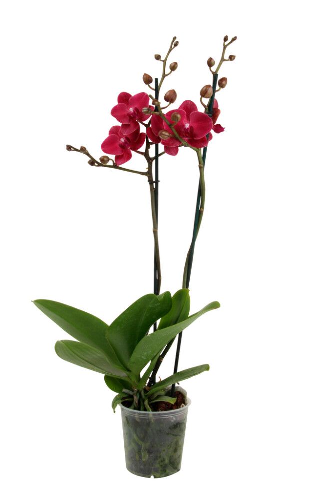 Orkidea 2 greinar Phalaenopsis 10,5cm hvít