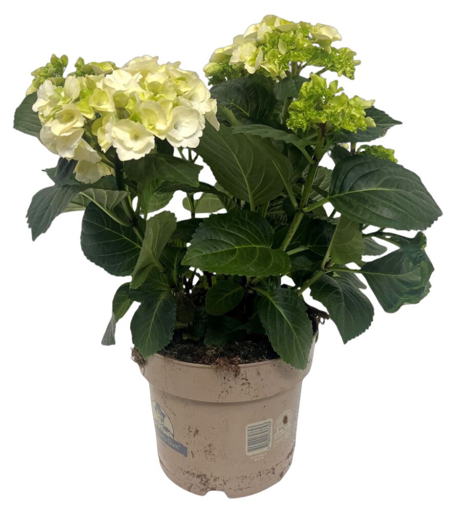 Hortensía Hydrangea 21cm hvít