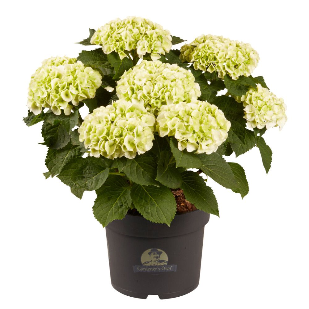 Hortensía Hydrangea 21cm hvít