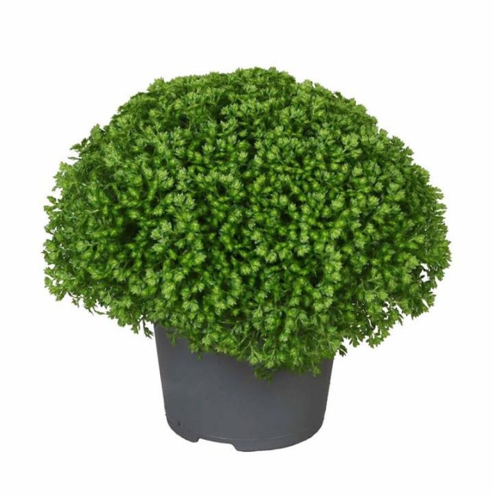 Litlar pottaplöntur 6cm