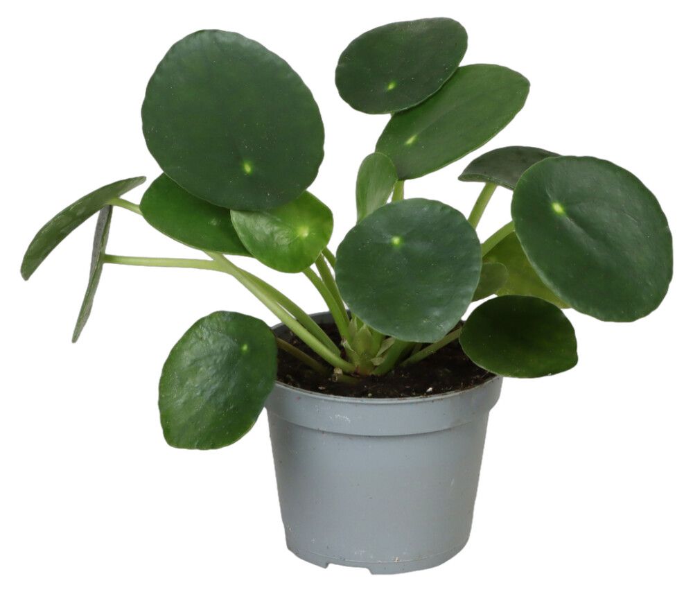 Litlar pottaplöntur 6cm