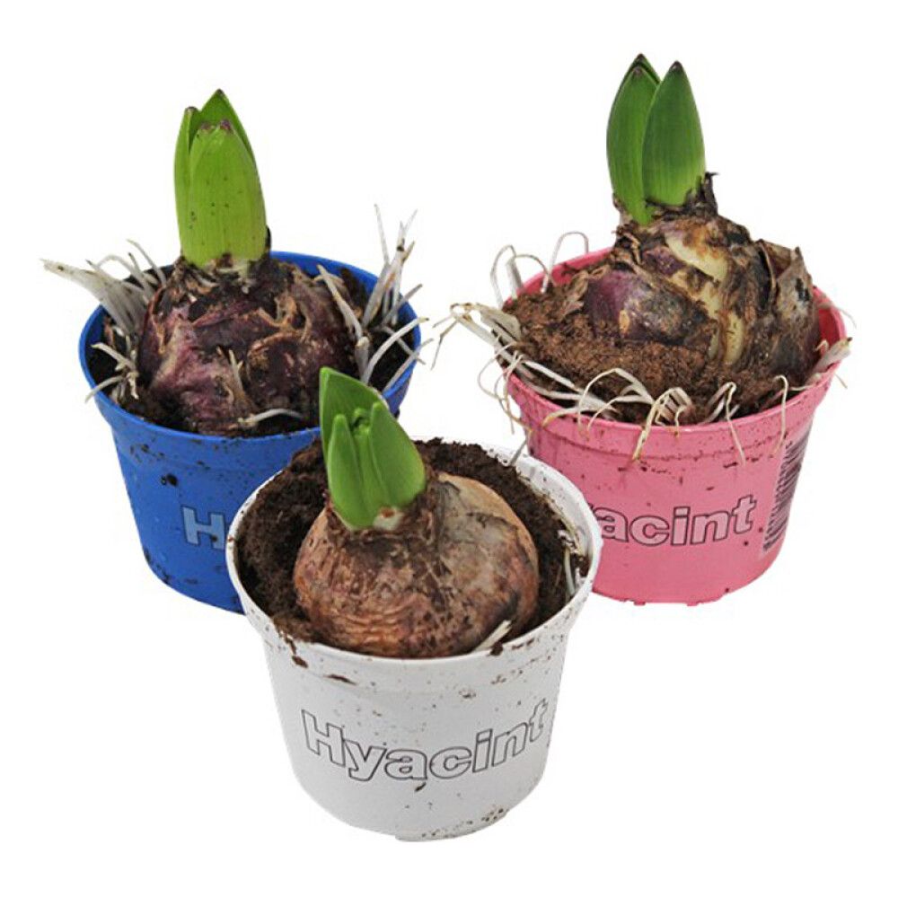 Blóm Hýasinta hæð 8 cm