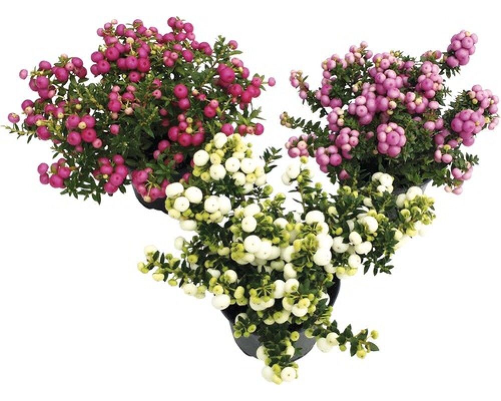 Eldlyng Pernettya mucronata 10,5cm margir litir