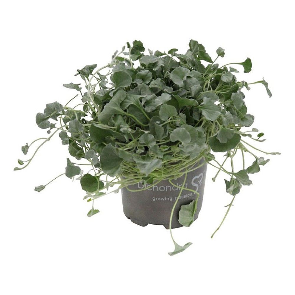 Silfurfoss Dichondra 10,5cm