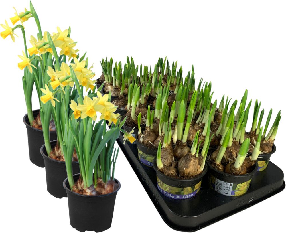 Páskalilja Narcissus 9cm