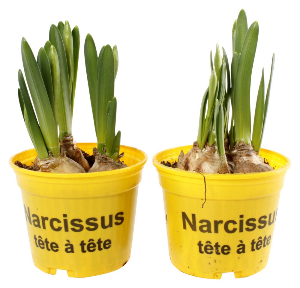 Páskalilja Narcissus 9cm