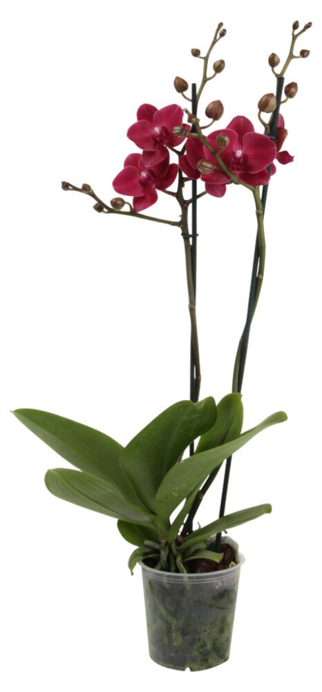 Orkídea Phalaenopsis Hybrid 12cm bleik