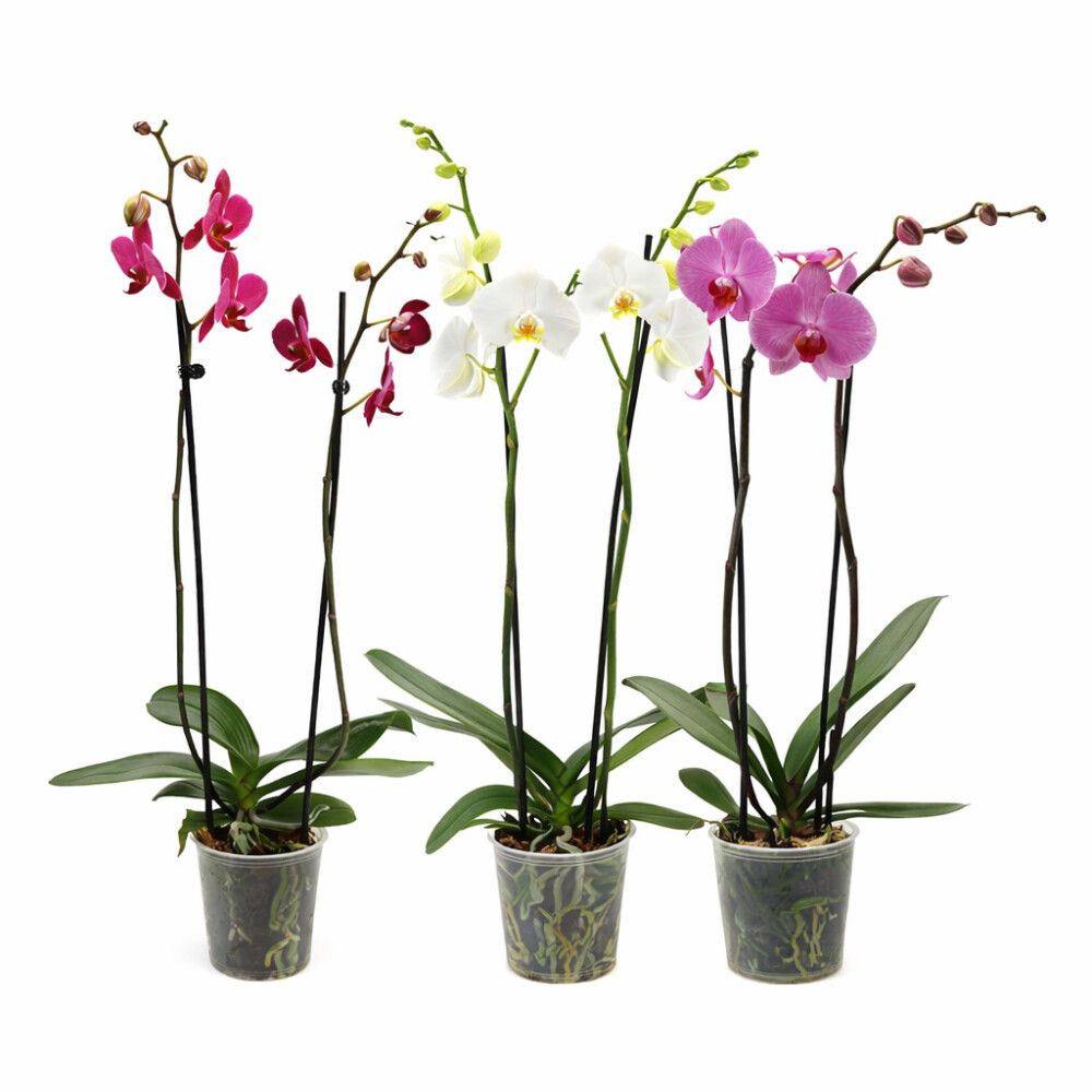 Orkídea Phalaenopsis Hybrid 12cm bleik