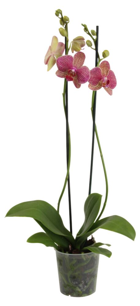 Orkídea Phalaenopsis Hybrid 12cm bleik