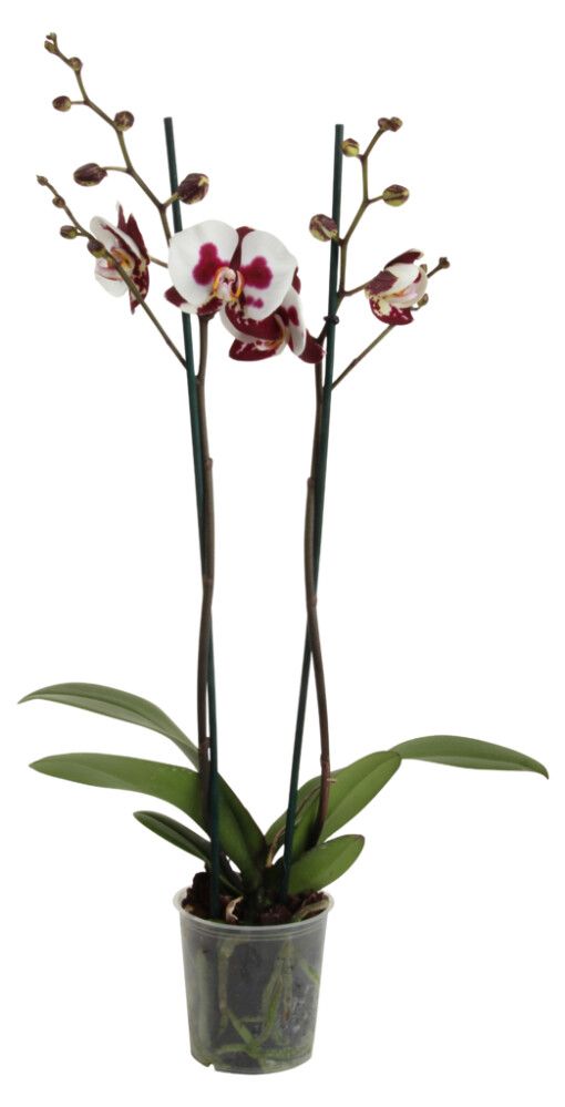 Orkídea Phalaenopsis Hybrid 12cm bleik