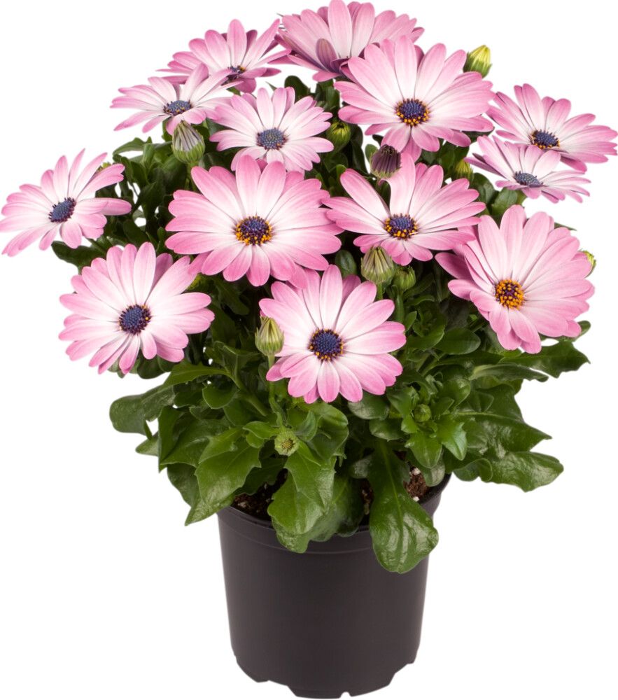 Sólboði Osteospherm 11cm