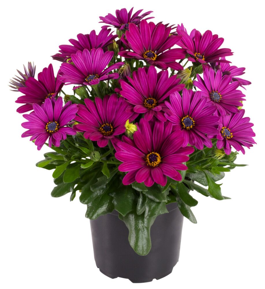 Sólboði Osteospherm 11cm