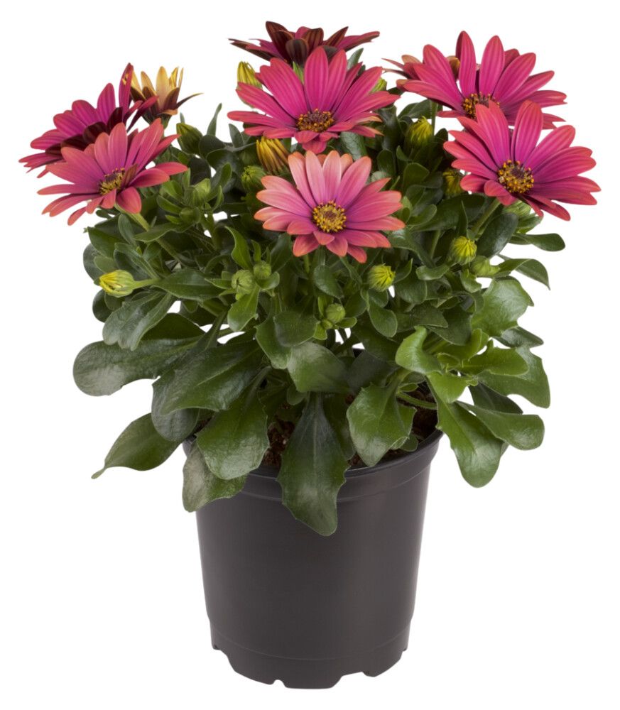 Sólboði Osteospherm 11cm