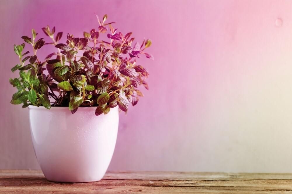 Gróðurpera LED E27 Filament Grow Green Reflector 106°