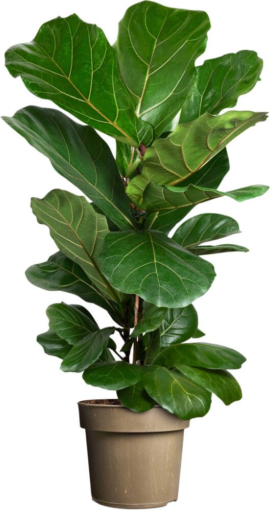 Fíkjutré Ficus Lyrata 24cm