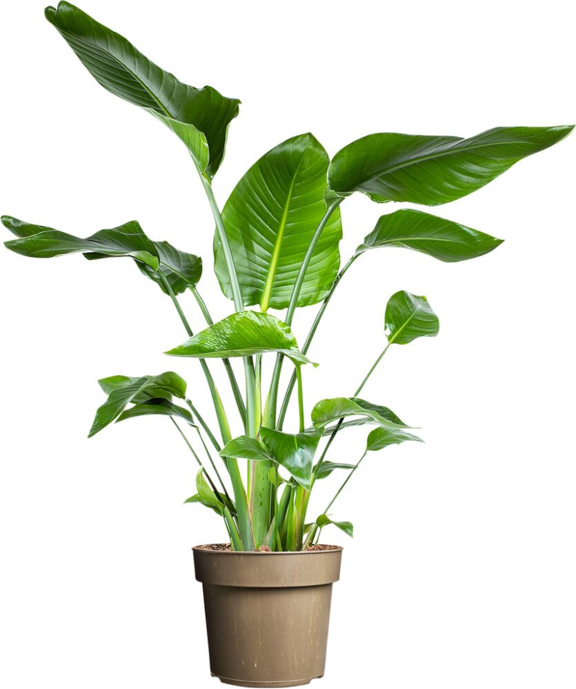 Paradísarfuglablóm Strelitzia nicolai 24cm