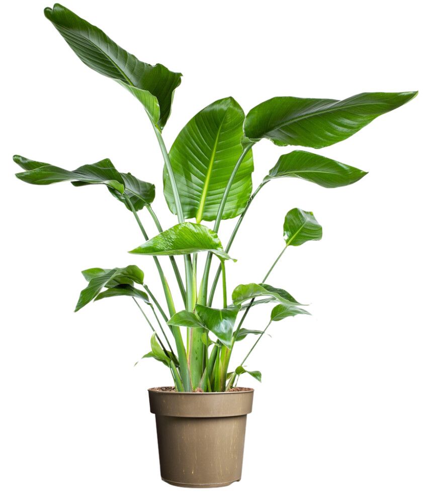 Paradísarfuglablóm Strelitzia nicolai 24cm