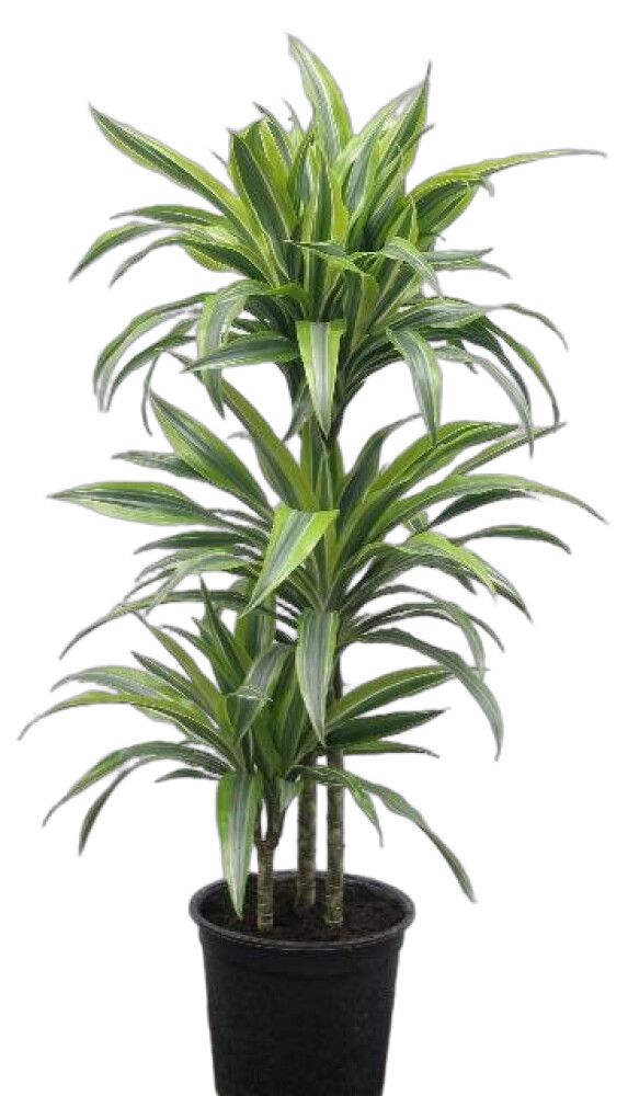 Drasena Dracaena deremensis 'Lemon Line' 24cm