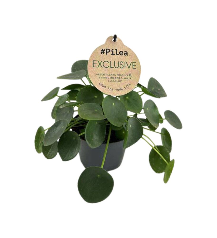 Peningaplanta Pilea Peperomioides 12cm