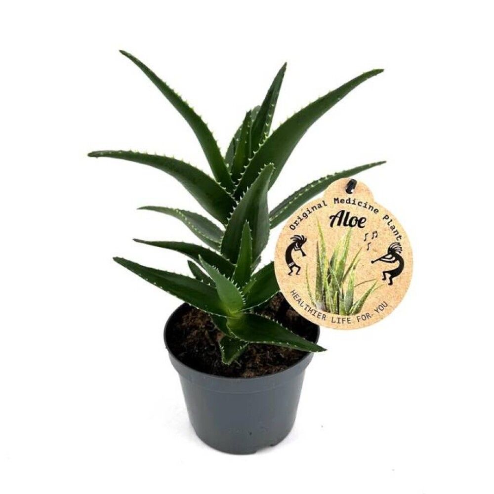 Aloe planta 12cm