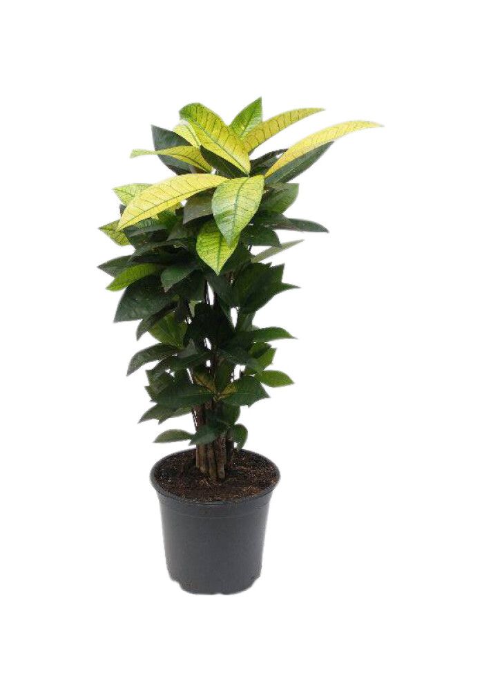 Orkídea Phalaenopsis Hybrid 12cm bleik