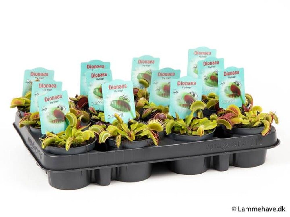 Piparskott Peperomia obtusifolia 12cm