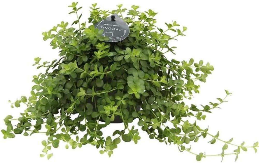 Burkni Bregne Mix 6cm