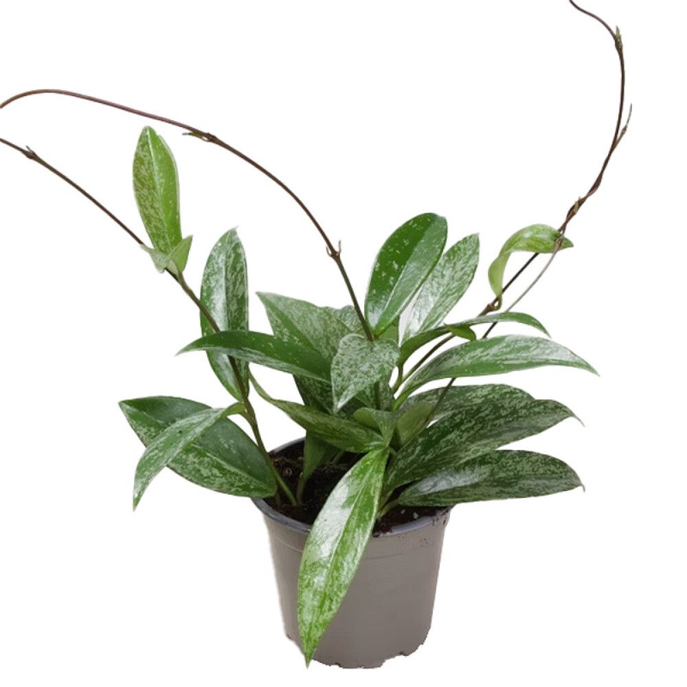 Kínavaxblóm Hoya carnosa 12cm