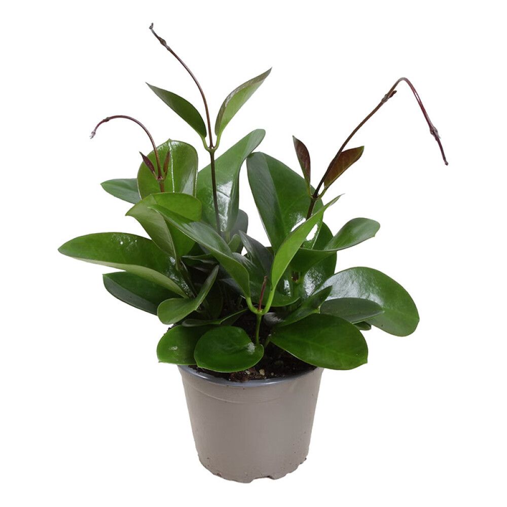 Kínavaxblóm Hoya carnosa 12cm