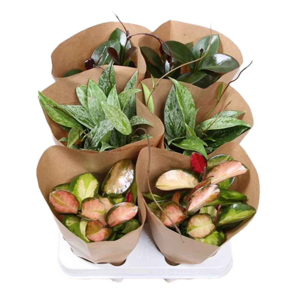 Kínavaxblóm Hoya carnosa 12cm