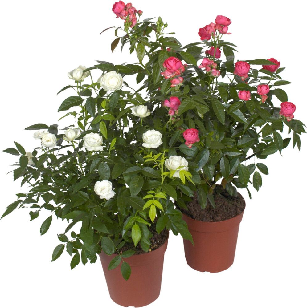 Mæðradagsrós 17cm