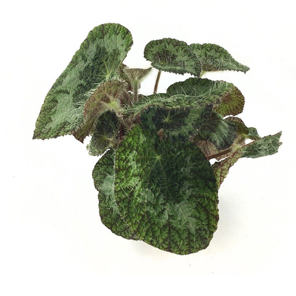 Begónía Begonia Rex 12cm