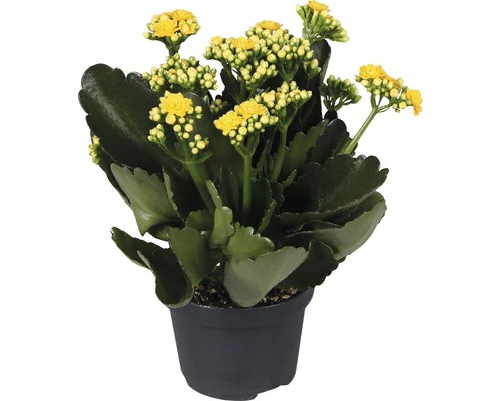 Kóraltoppur Kalanchoe 10,5cm gulur