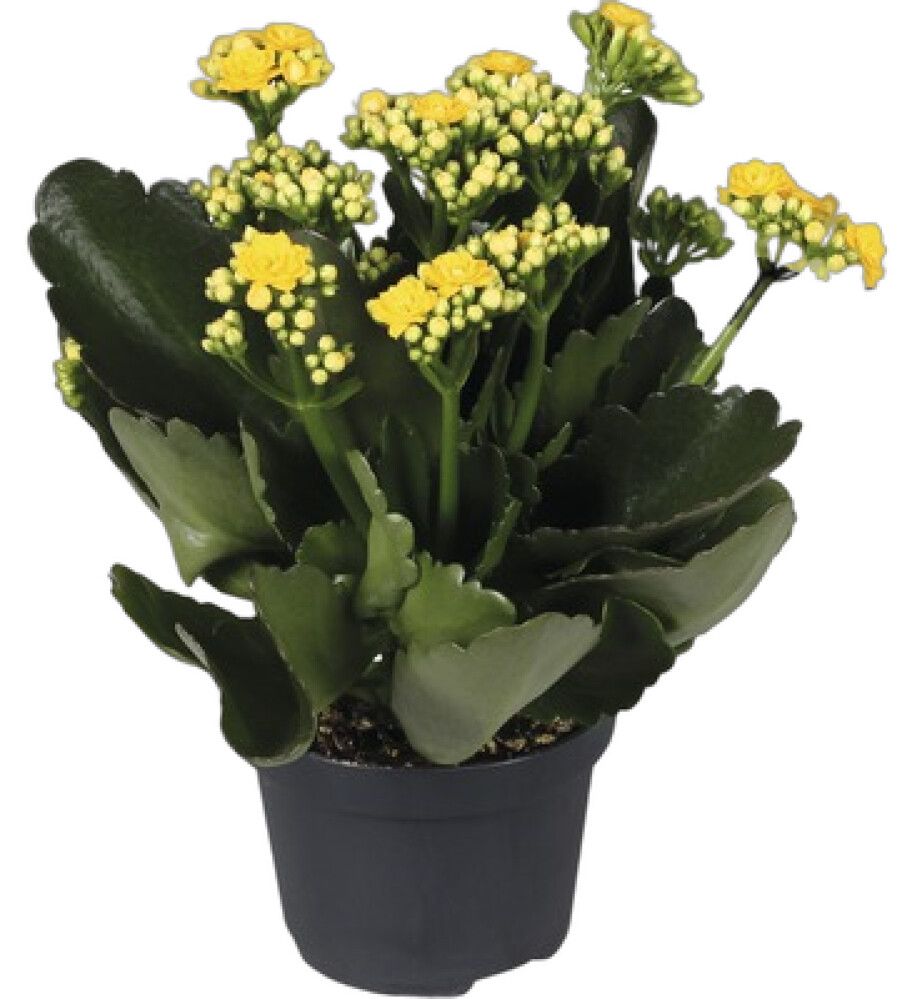Kóraltoppur Kalanchoe 10,5cm gulur