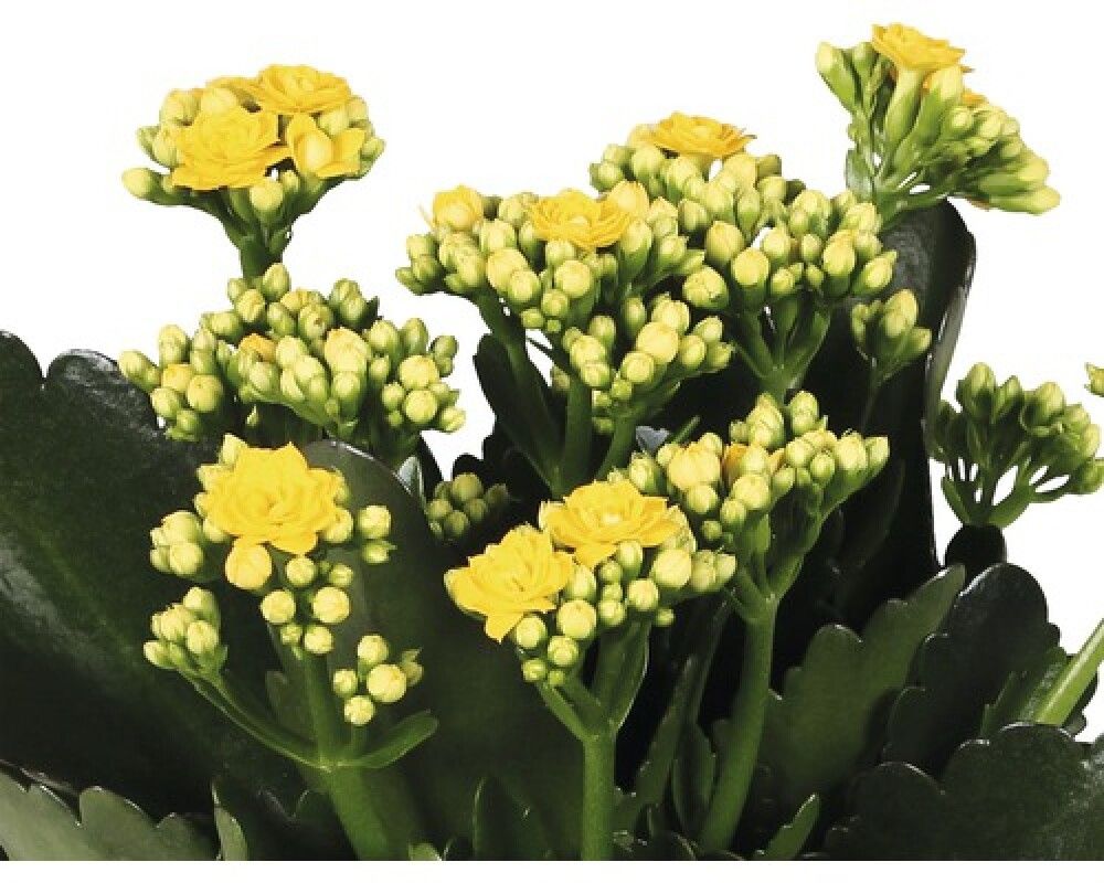 Kóraltoppur Kalanchoe 10,5cm gulur