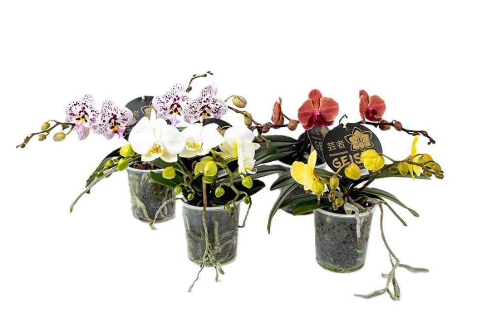 Orkídea Phalaenopsis 'Geisha' 12cm