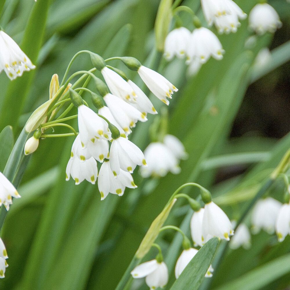 Snæklukka Leucojum 11cm hvít