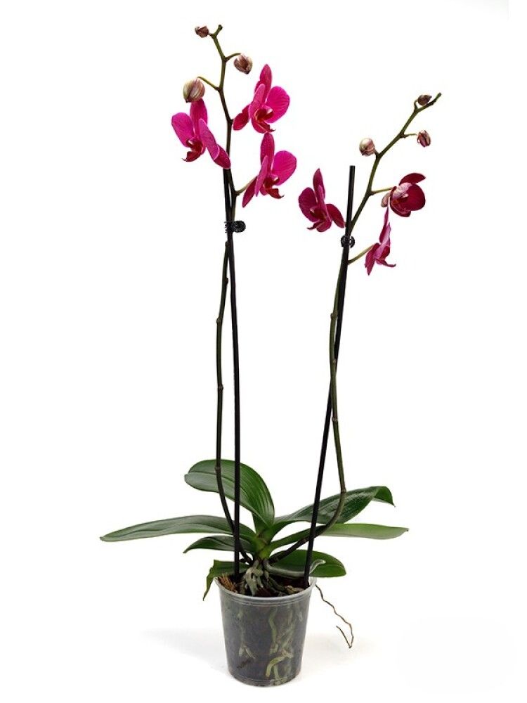 Orkídea Phalaenopsis Hybrid 12cm bleik