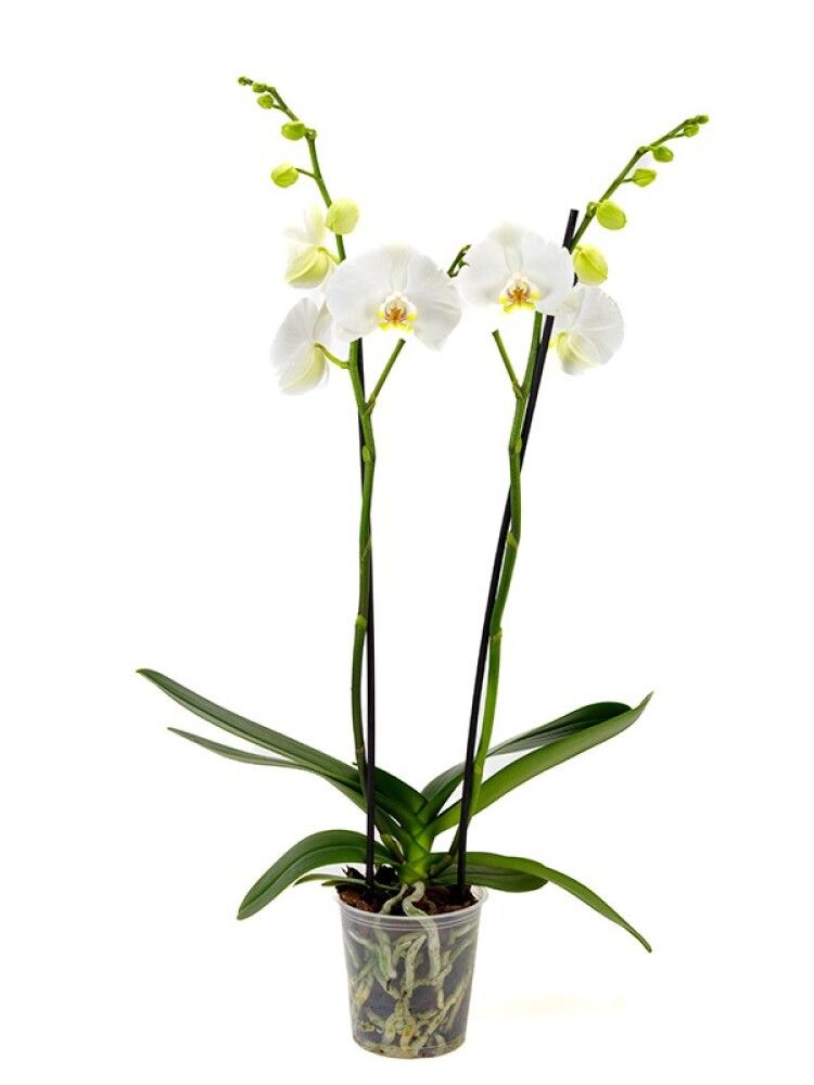 Orkídea Phalaenopsis Hybrid 12cm bleik