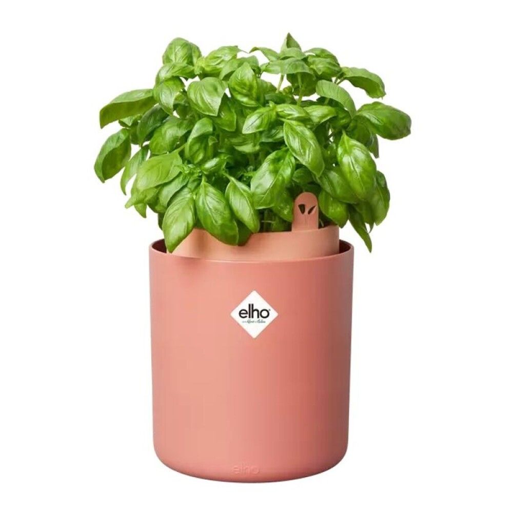 Blómapottur fyrir basiliku Bouncy Basil Ø17cm terra
