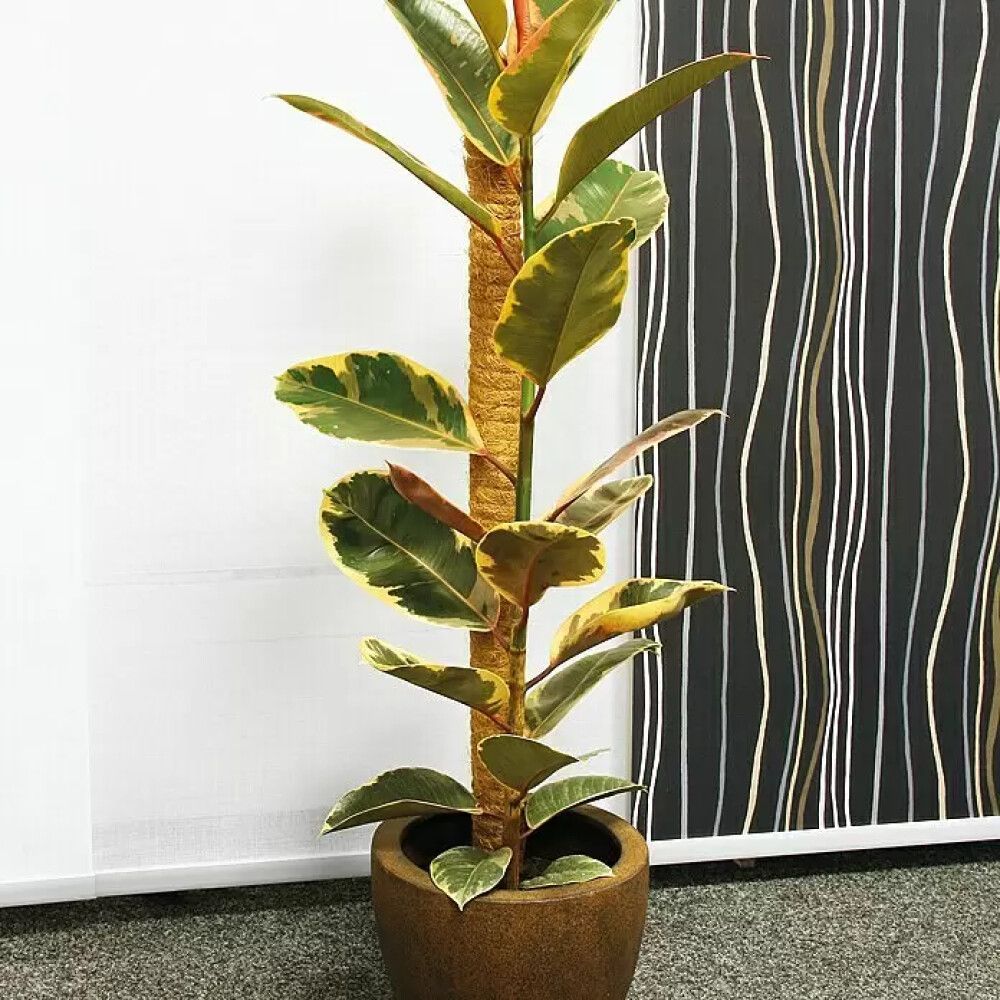 Kókosprik 80cm Ø45mm Bellissa