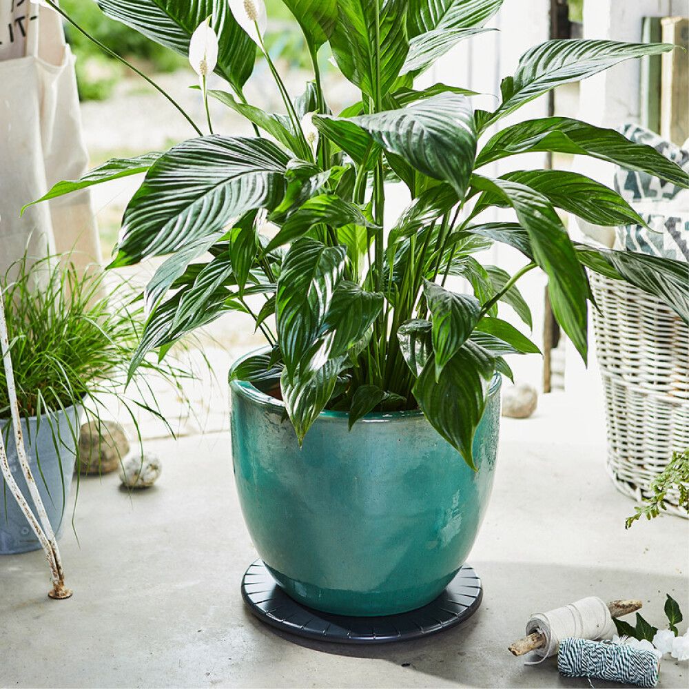 Rúllubretti fyrir blómapott 30cm 100kg svart