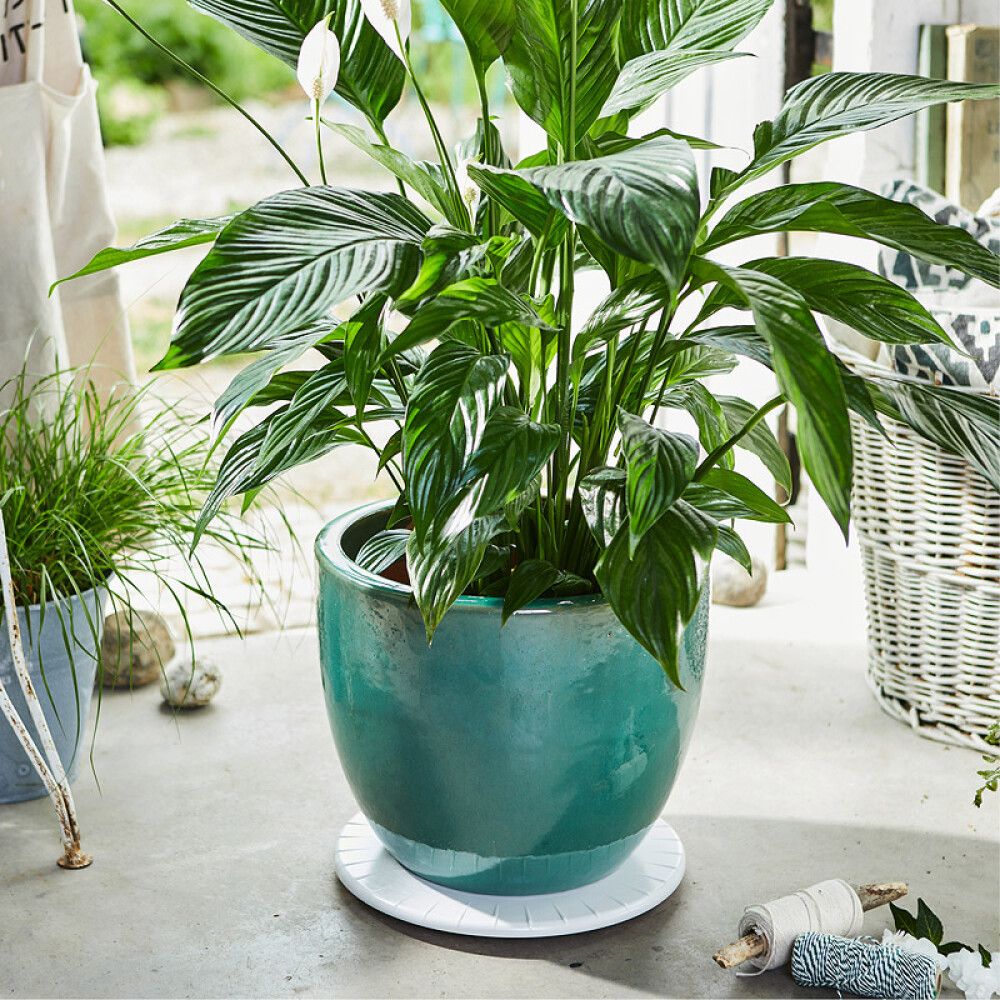 Rúllubretti fyrir blómapott 30cm 100kg hvítt