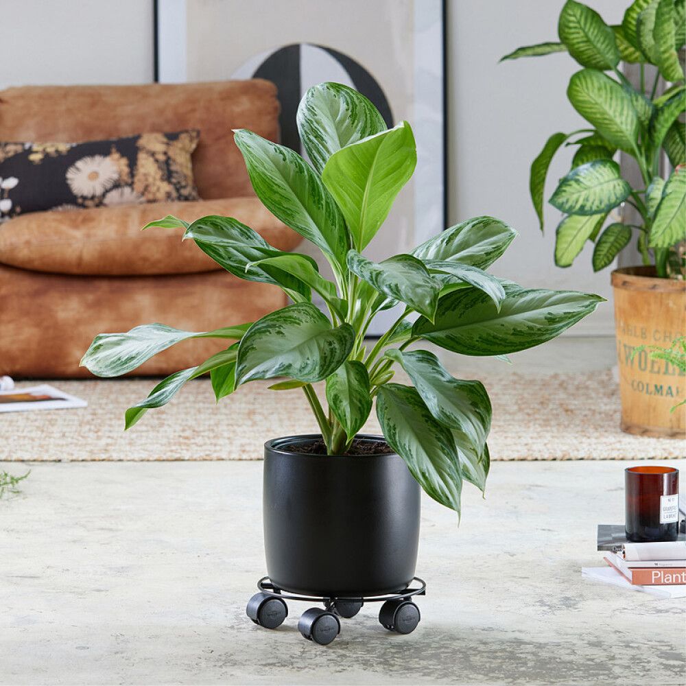 Rúllubretti fyrir blómapott 23cm 60kg