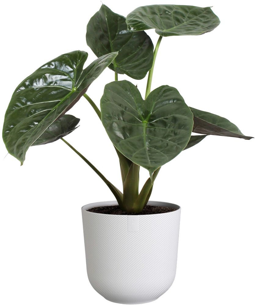 Blómapottur Jazz Ø19 cm Elho hvítur