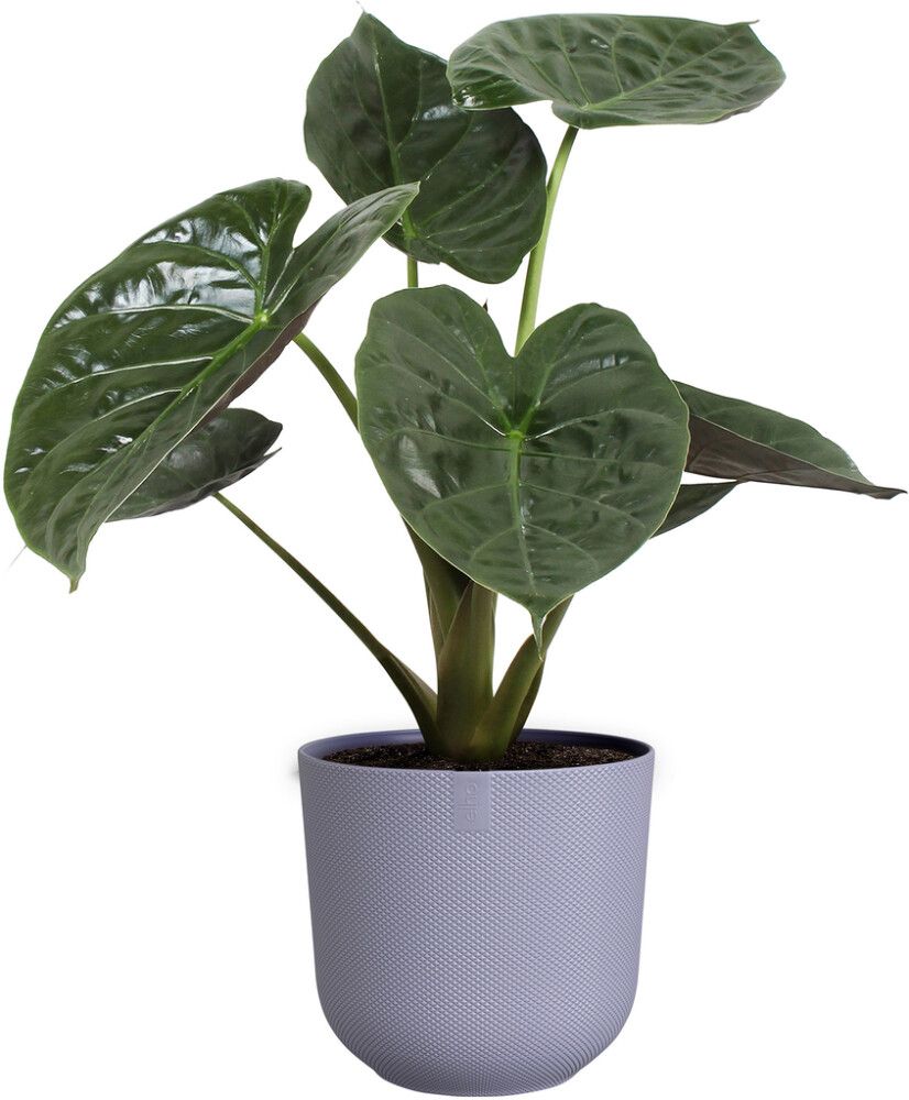 Blómapottur Jazz Ø19 cm Elho fjólublár