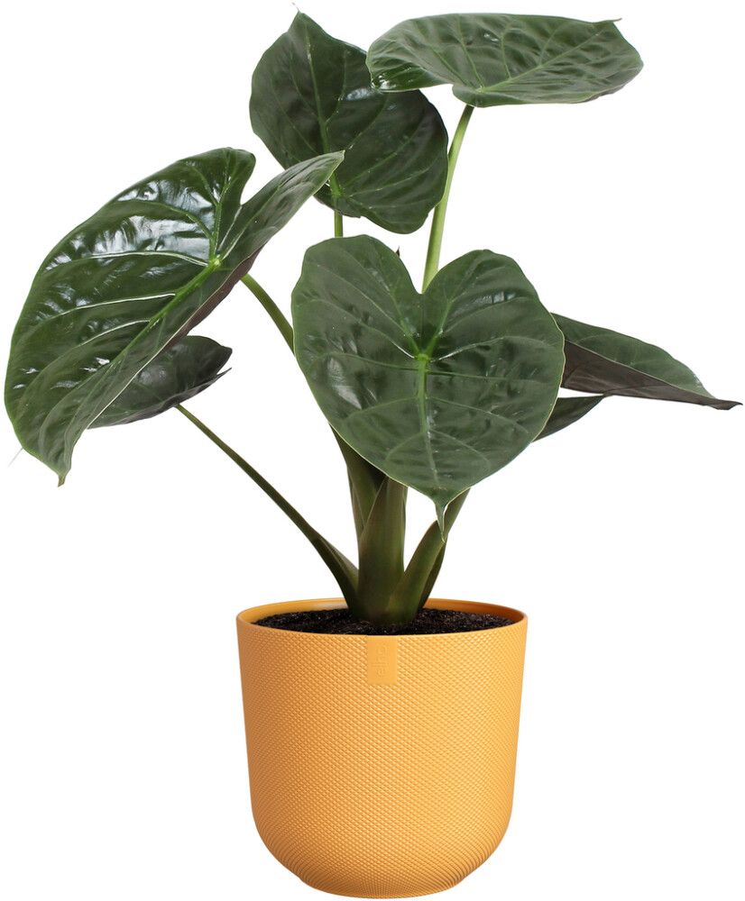 Blómapottur Jazz Ø14 cm Elho appelsínugulur