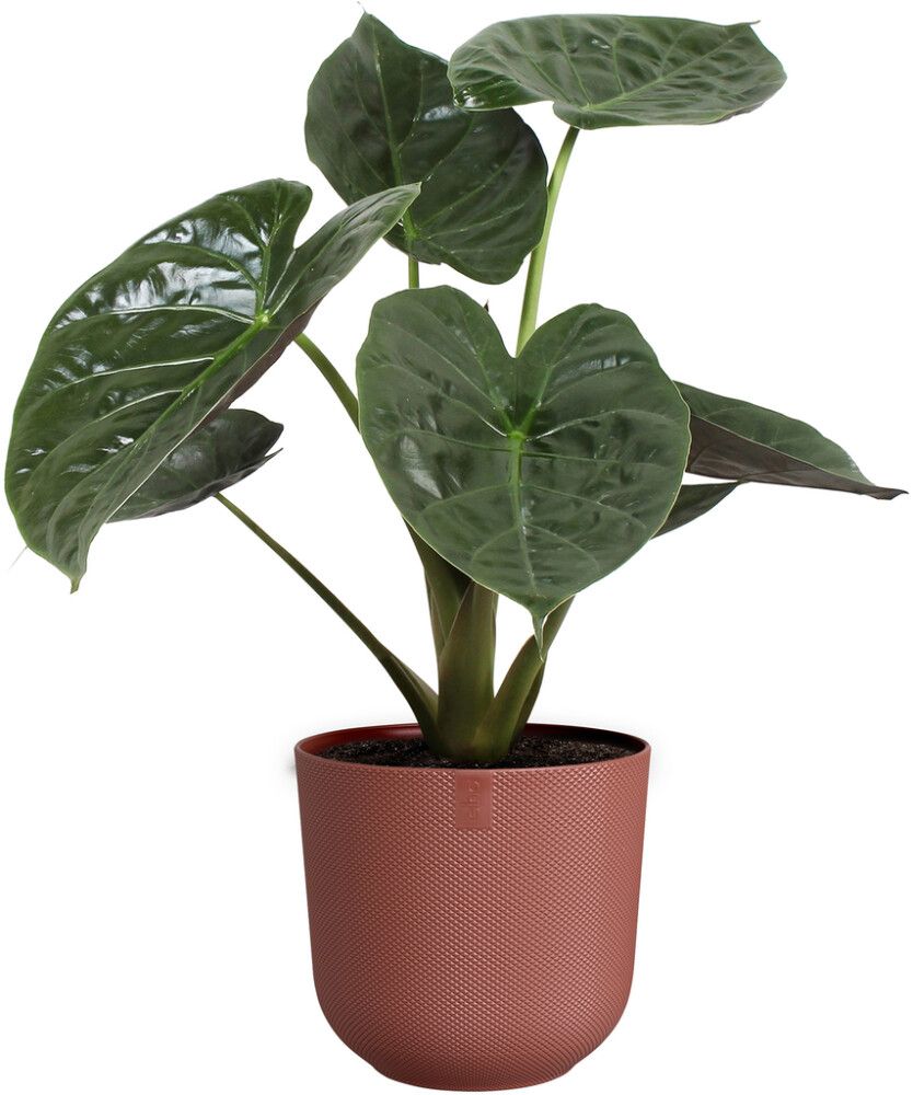 Blómapottur Jazz Ø14 cm Elho rauður