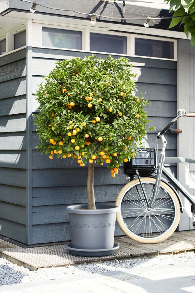 Blómapottur Algarve Cilindro Ø40 cm Elho koksgrár