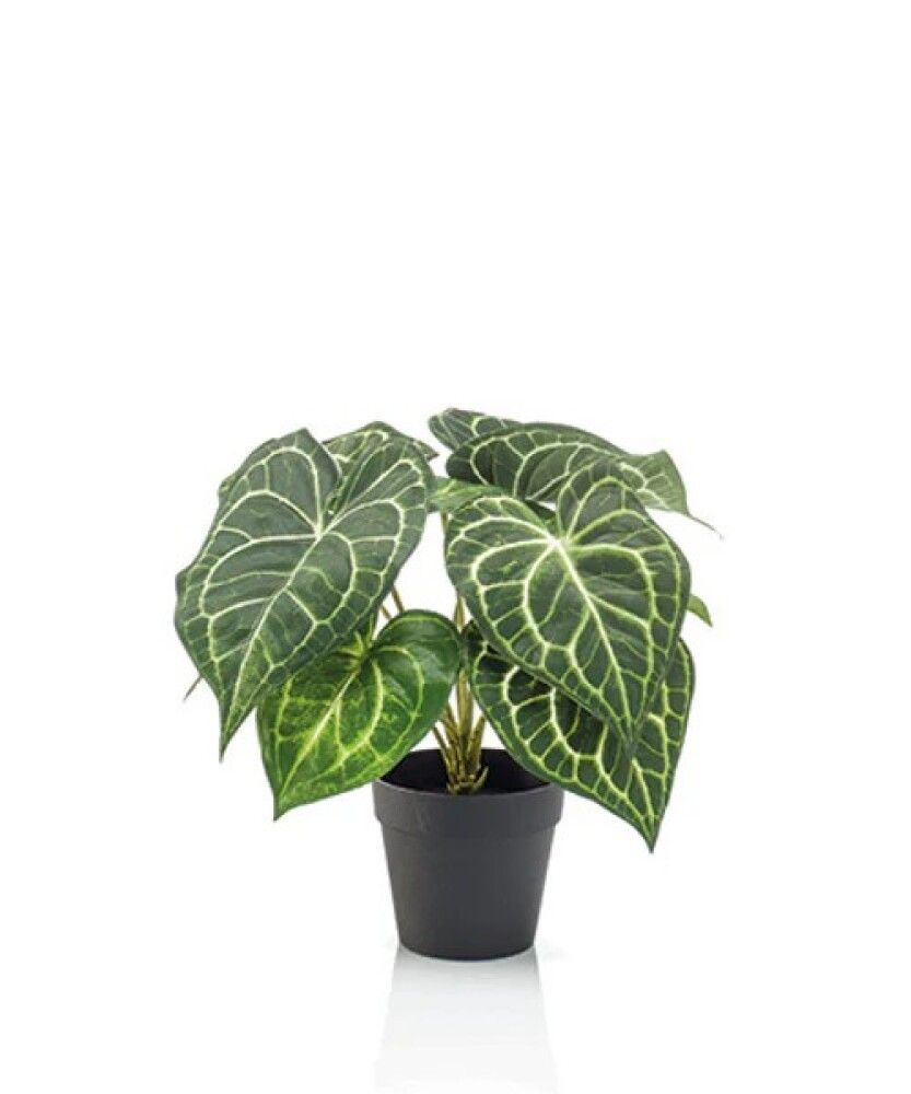 Gerviblóm Flamingóblóm  Anthurium 23cm